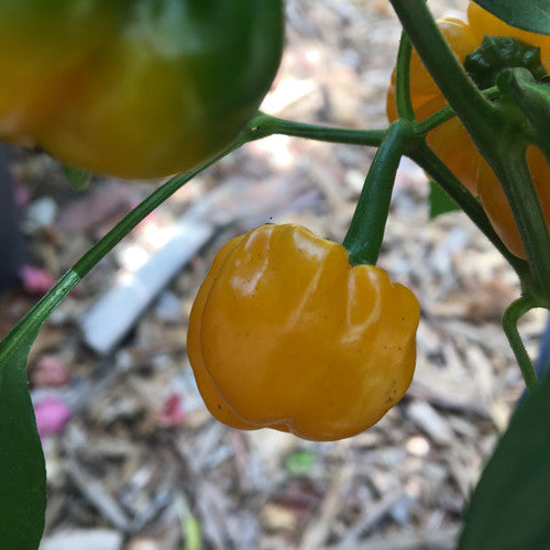 Yellow Scotch Bonnet Pepper on the plant