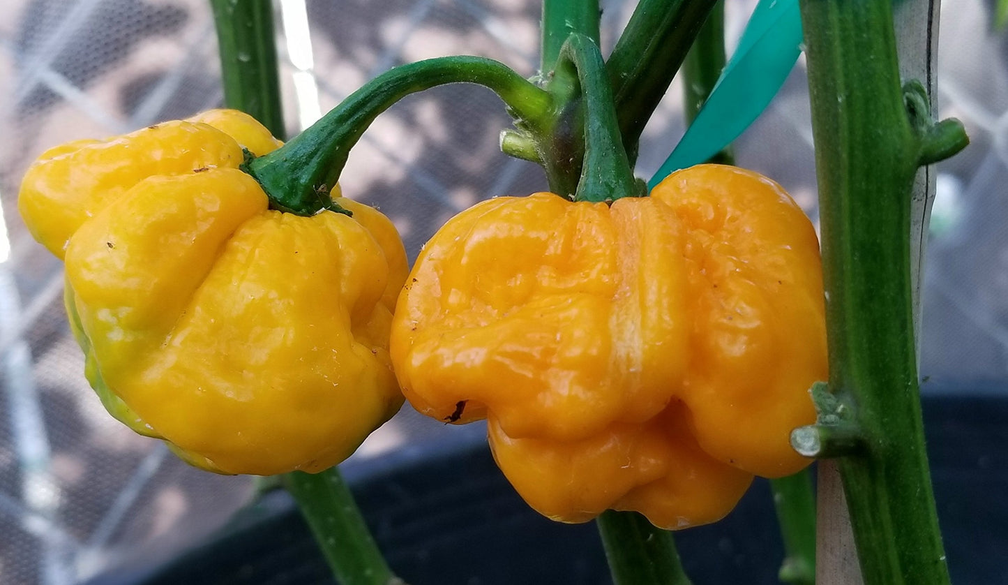 Yellow Scotch Bonnet Pepper on the plant