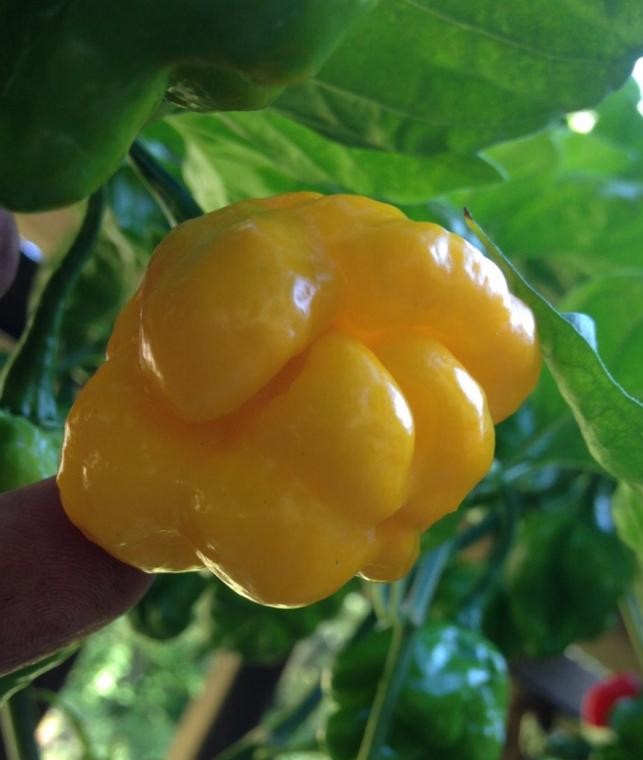 Yellow Scotch Bonnet Pepper on the plant