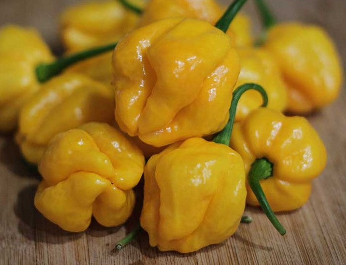 Yellow Scotch Bonnet Pepper on the plant