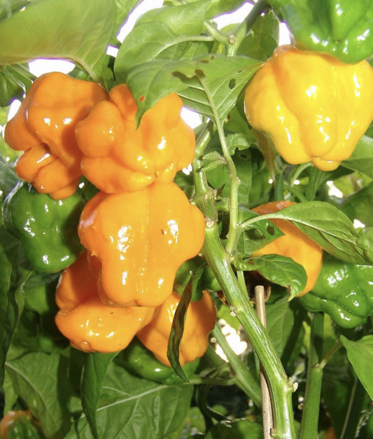 20- Heirloom Harvest of Premium Fresh Yellow Scotch Bonnet Pepper Seeds