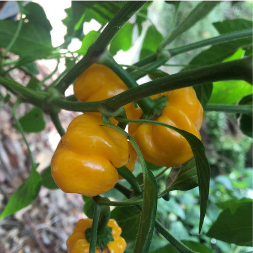 Yellow Scotch Bonnet Pepper on the plant