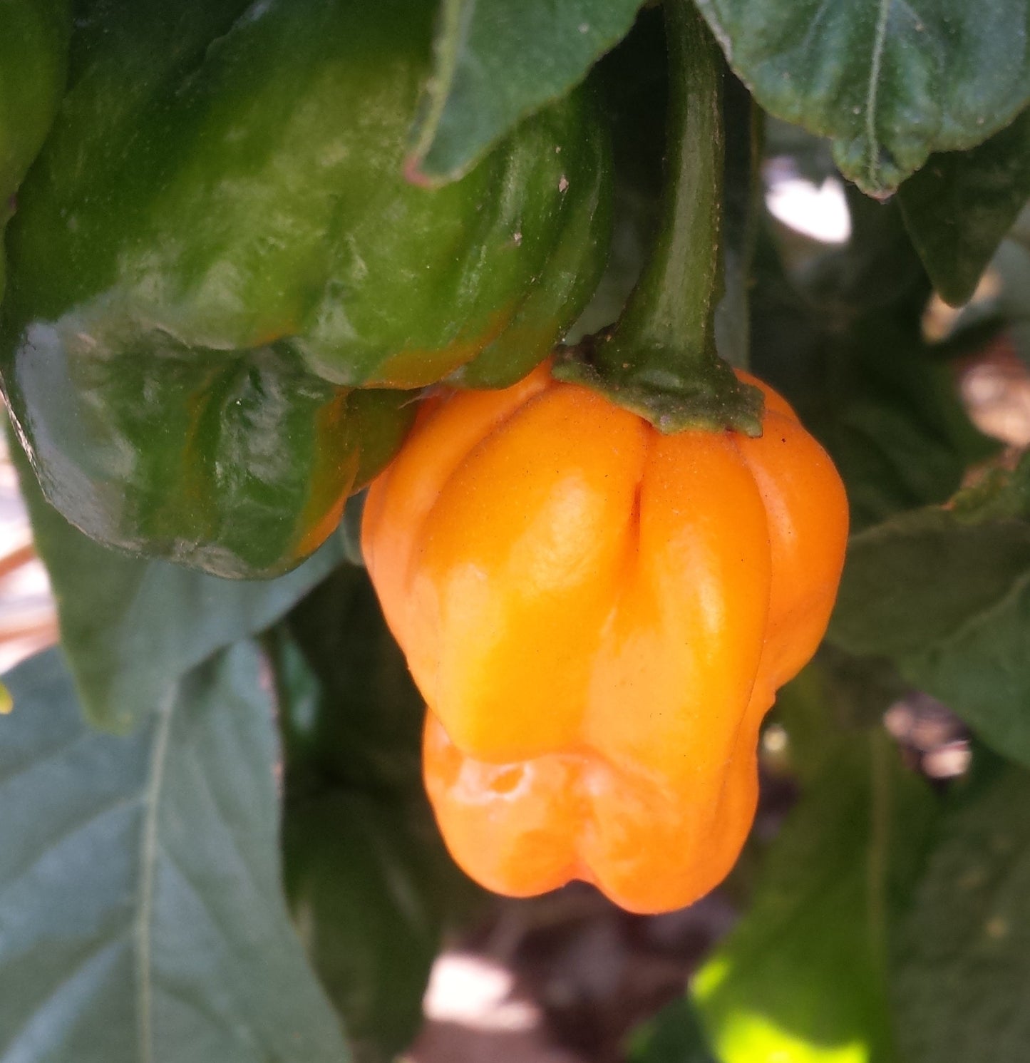 Yellow Scotch Bonnet Pepper on the plant